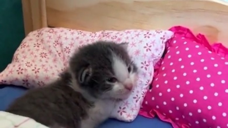Purr-fectly Hilarious: Cat Comedy Gold!