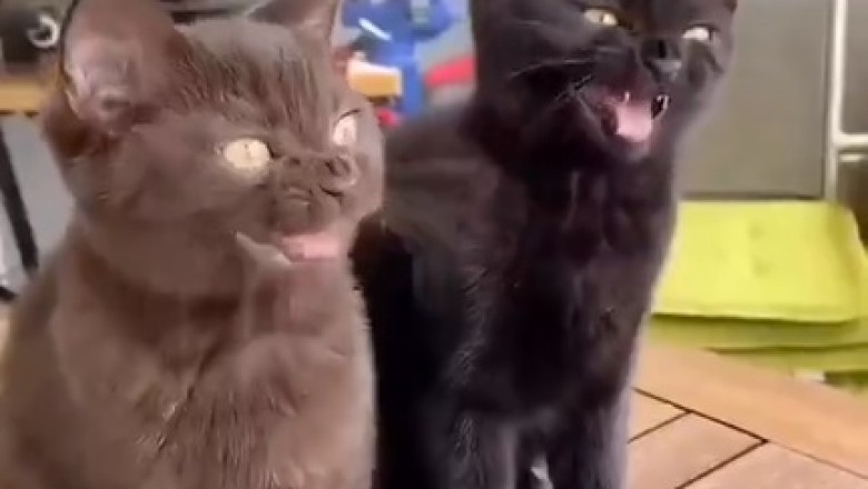 Hilarious Pets Gone Wild: You Won't Believe What These Funny Furballs Are Up To!