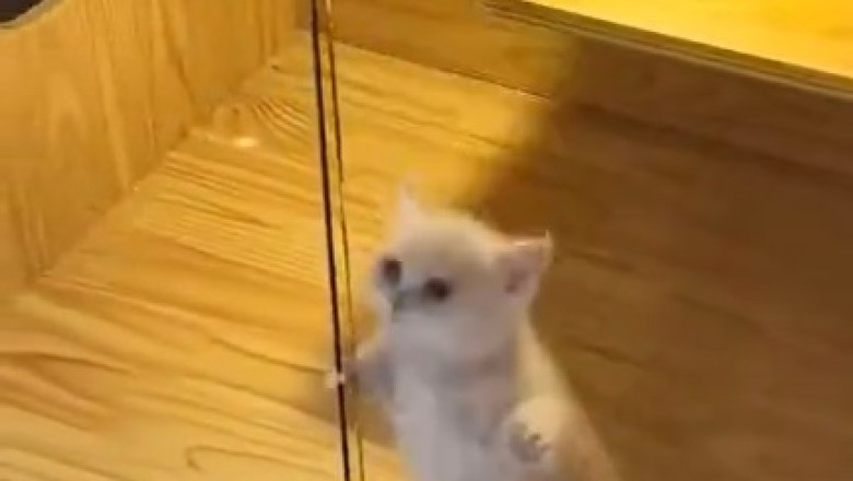 Purr-fectly Entertaining: Kitten's Dance Moves Will Make Your Day!