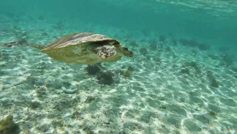 Shell Shocked: Hilarious Turtle Makes Waves in the Ocean!