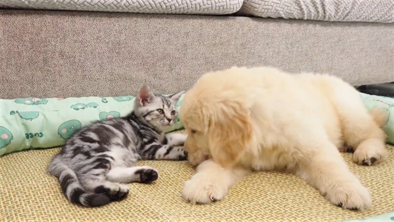 Best Furry Friends Forever: Watch This Dog and Cat Duo Take 'Sibling Rivalry' to Hilarious Heights!