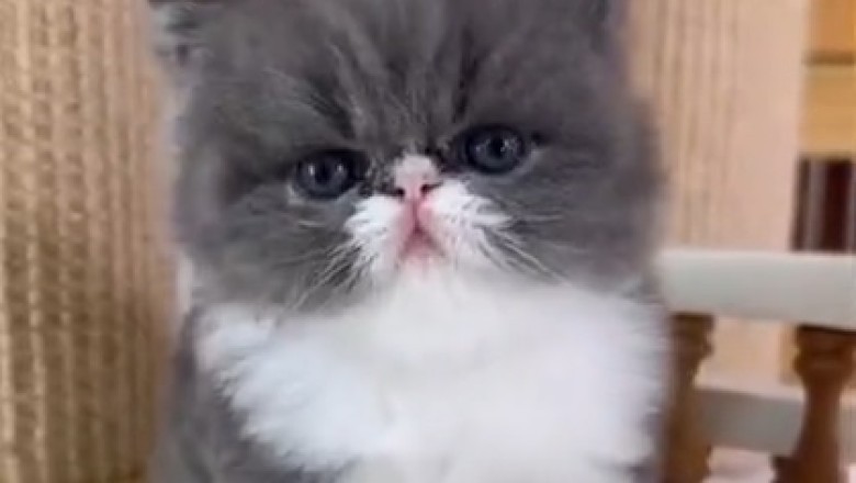 Caution: Extreme Cuteness Ahead! Watch These Kittens Hilariously Attempt Their First Bath Time!
