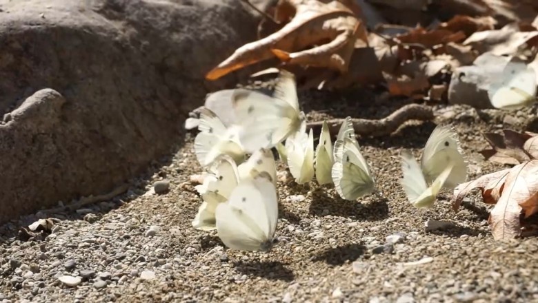 Flutterific Fun: Hilarious Cat's Encounter with Butterflies!