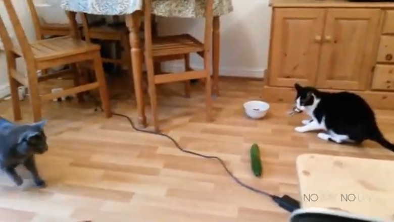 Meow-sive Laughs Guaranteed: Hilarious Cats Steal the Show!
