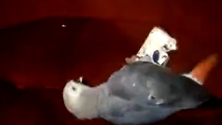 Polly the Parrot Picks up a Bad Habit: Smoking Cigarettes!