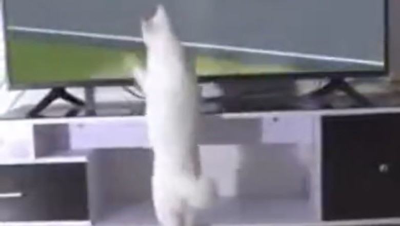 Purr-fectly Hilarious: Cat Can't Get Enough of the TV!