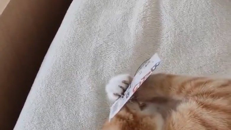 Purrrfectly Fashionable: Cat Goes on a Shopping Spree for Winter Wardrobe!