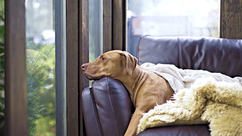 Sleepy Pup Gets a Rude Awakening: Doggone Hilarious Shenanigans Unfold!
