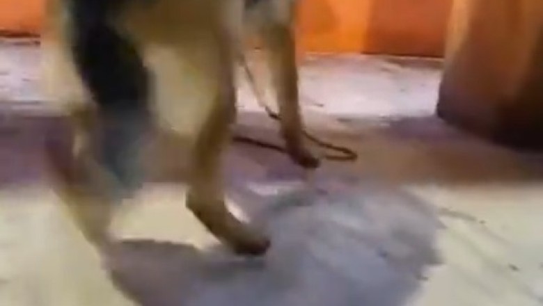 Barking Bellhop: Sheepdog Shows Off Unexpected Bell-Ringing Talent in Hilarious Video!