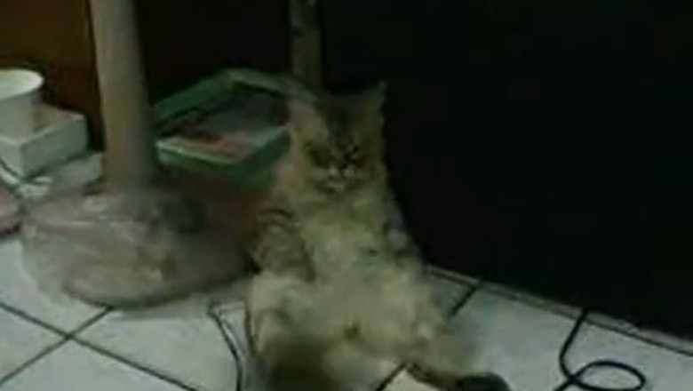 Cat-astrophe Gold: The Epic Tail of a Cat Watching...Literally Nothing!