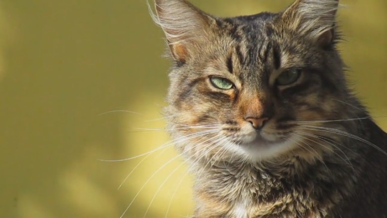 Heartwarming Cat Video: A Feline's Touching Display of Affection