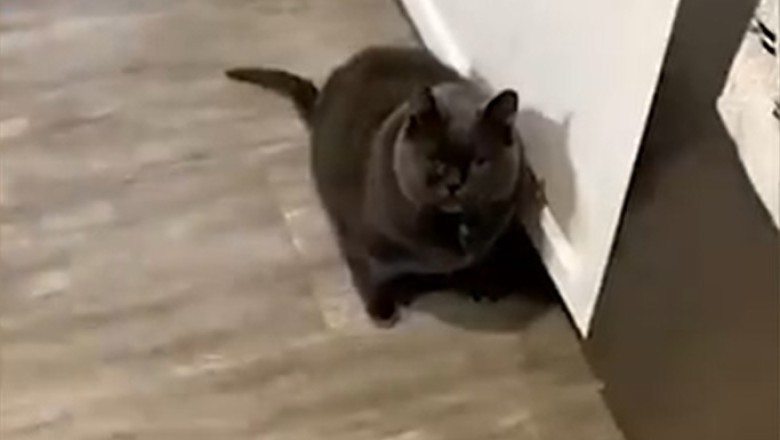 Hilarious Pet Antics that Will Make You LOL: The Ultimate Funny Pets Compilation!