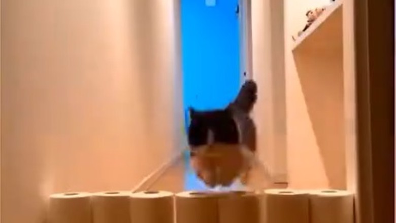 Pawsitively Hilarious: The Ultimate Compilation of Wacky and Wonderful Funny Pets!