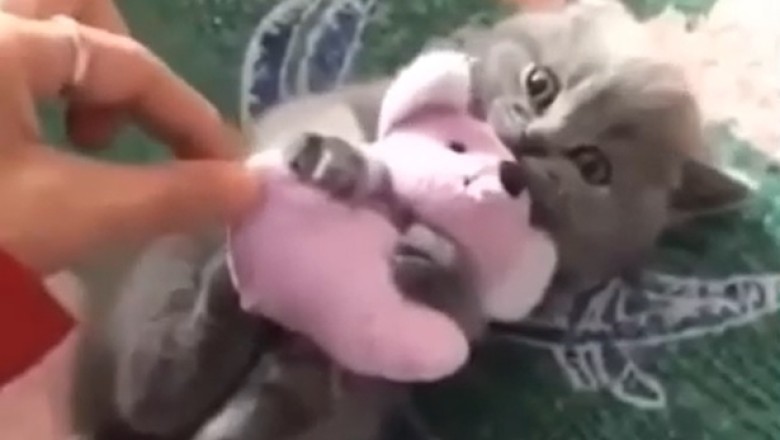 Purr-fectly Persnickety: Hilarious Video of a Cat Who Refuses to Play!
