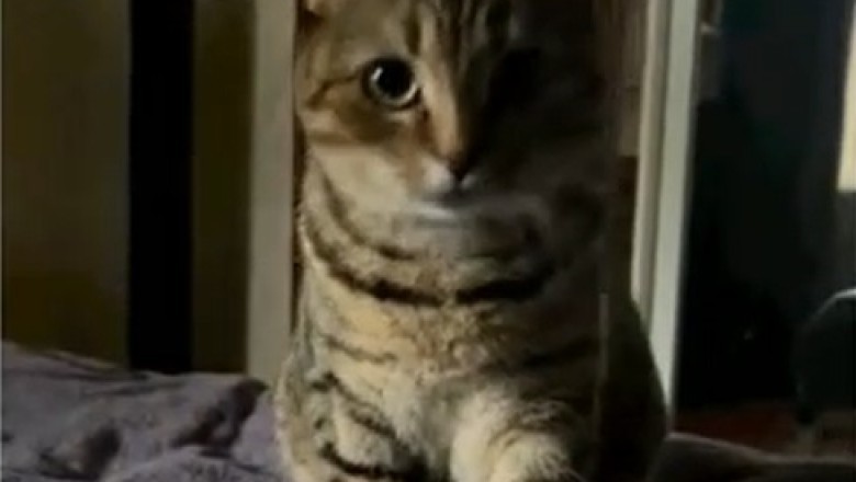 Purr-snickety Purrfection: Watch This EPIC Meltdown as a Cat Gets FUR-iously Angry Over a Ball!