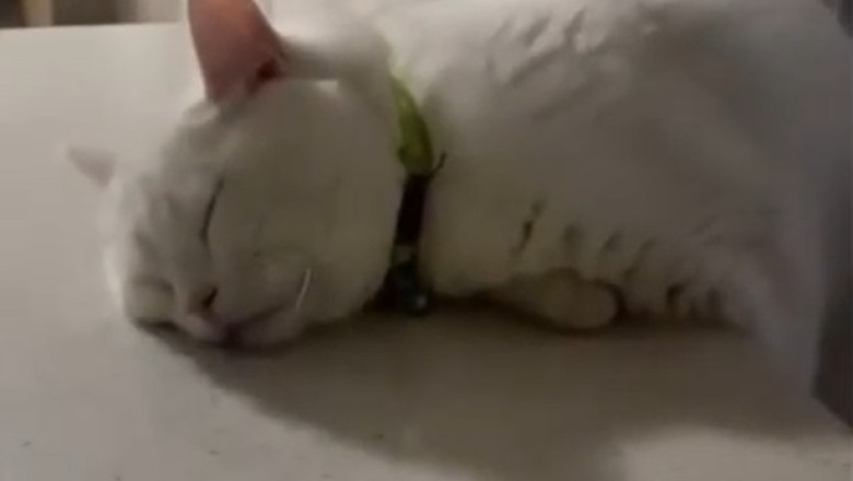 Watch This Cat Master the Art of Blissful Slumber: The Ultimate Naptime Compilation!