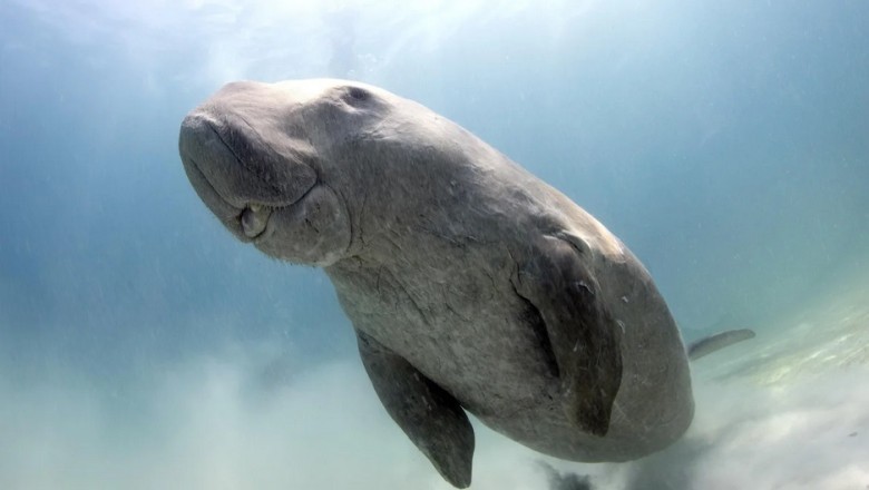 Manatee's Underwater Filmmaking Adventure: A Diver's Camera Heist