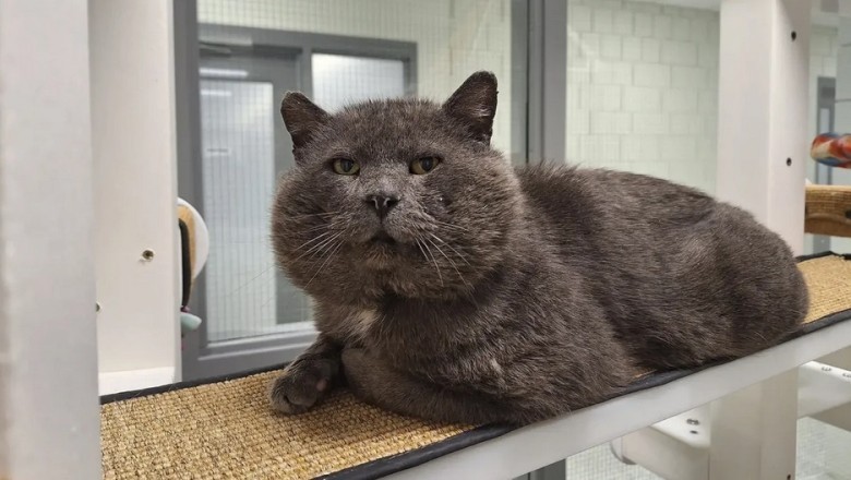 Rescuing Dakfon: The Heartwarming Tale of a Cat with Giant Cheeks