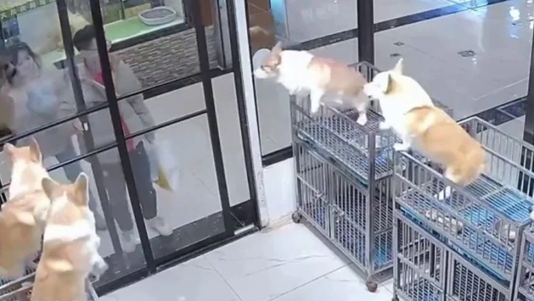 Synchronized Joy: A Tale of Corgis in Thailand
