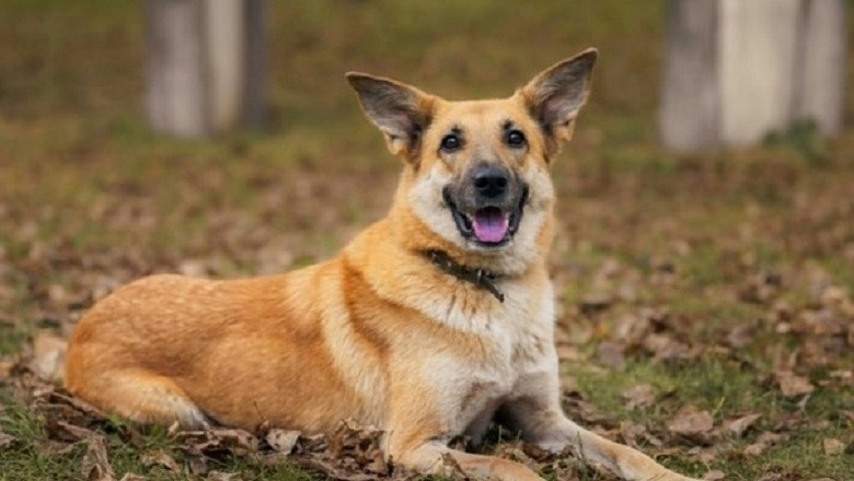 Heart-Wrenching Rescue Story: Abandoned Dog's Journey to Hope and Healing