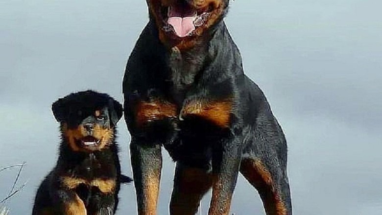 Unveiling the True Heart of Rottweilers: Overcoming Prejudice with Love and Understanding