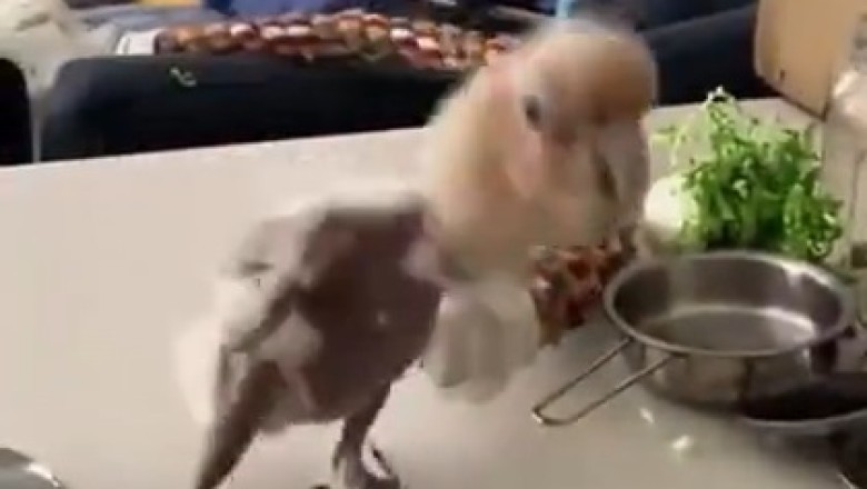 Dance Feathers Off: This Parrot's Hilarious Moves Will Leave You in Stitches!