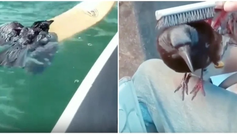 Heartwarming Rescue: Man Saves Smart Crow from Peril