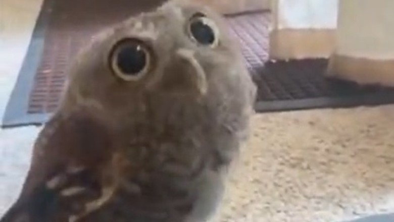 Hoots of Happiness: Watch This Hilarious Owl Spread Joy in the Funniest Ways! 🦉😂🎉
