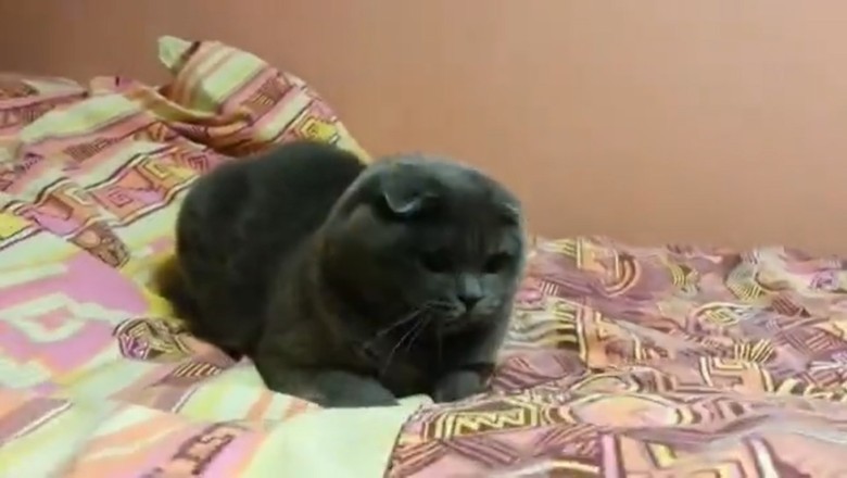 Purr-fectly Hilarious: The Day in the Life of a Comically Clumsy Cat!
