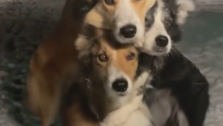 Trio of Tail Waggers: The Three Wonderful Dogs That Will Melt Your Heart!