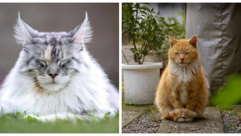 Unveiling the Secrets of Zen: How Cats Master Enlightenment
