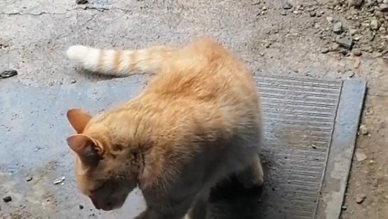 Cat Discovers Hidden Treasure: Hilarious Encounter with a Laurel!