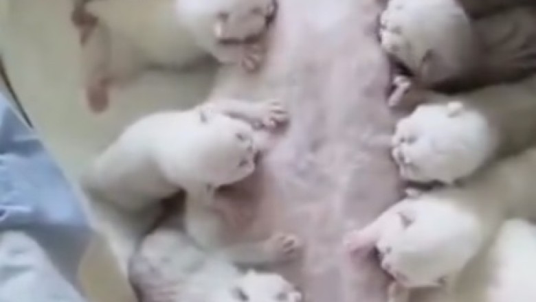 Feline Foster Mom: The Hilarious Adventures of a Cat and her Puppies!