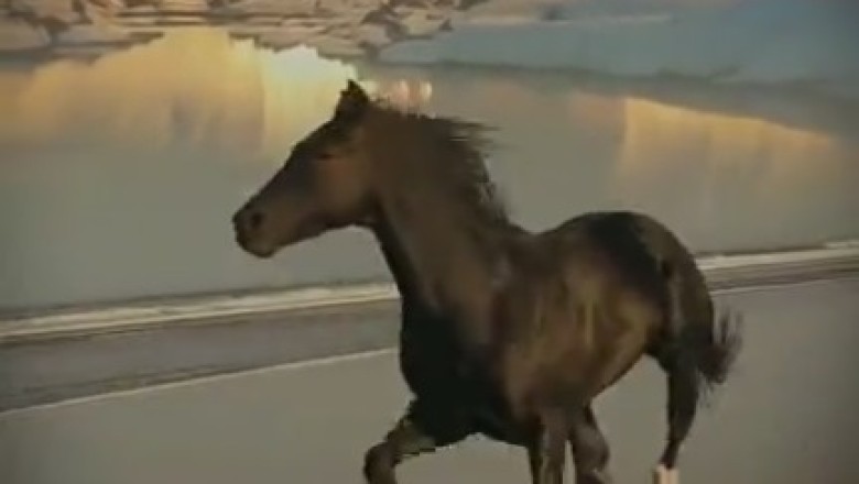 Gallop and Giggle: Horsing Around with Horse Power on Sandy Shores!