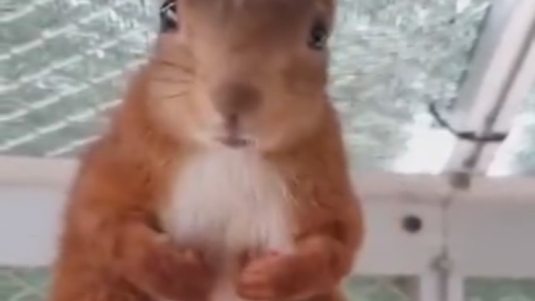 Nutty Encounters: Squirrel's Quest for the Ultimate Herb!