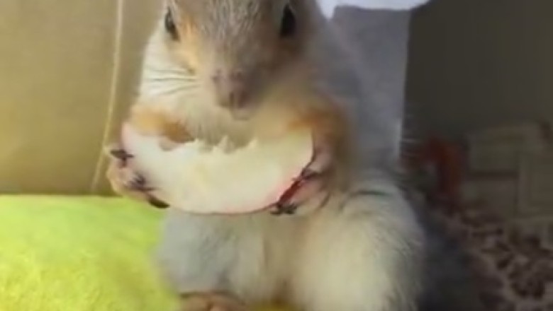 Silly Squirrel's Summertime Snack Attack: Watermelon Madness!