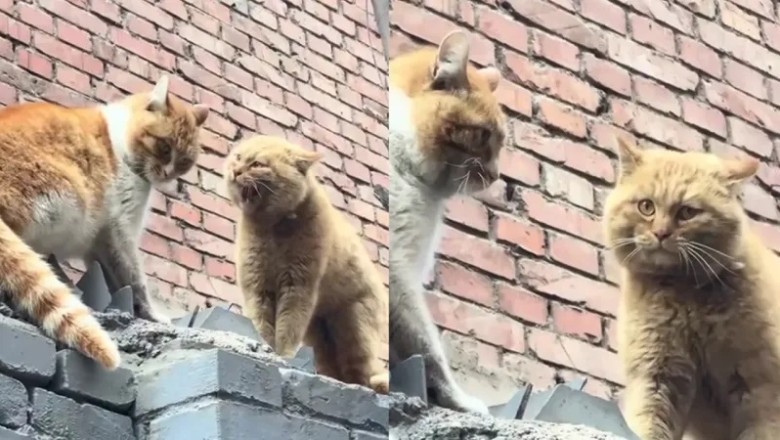 The Unbelievable Cat Whisperer: How One Man Stopped a Feline Showdown with a Secret Language!