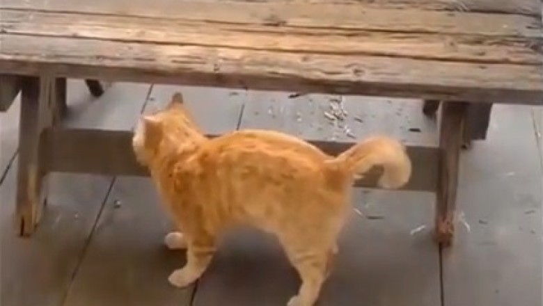 Cat Alarm Clock: The Hilarious Wake-Up Call You Need!