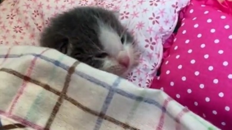 Cat Naps & Capers: The Adorable Struggle of a Sleep-Deprived Kitten!