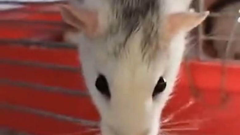 Mighty Mouse Madness: The Hilarious Hijinks of a Wonderful rodent!