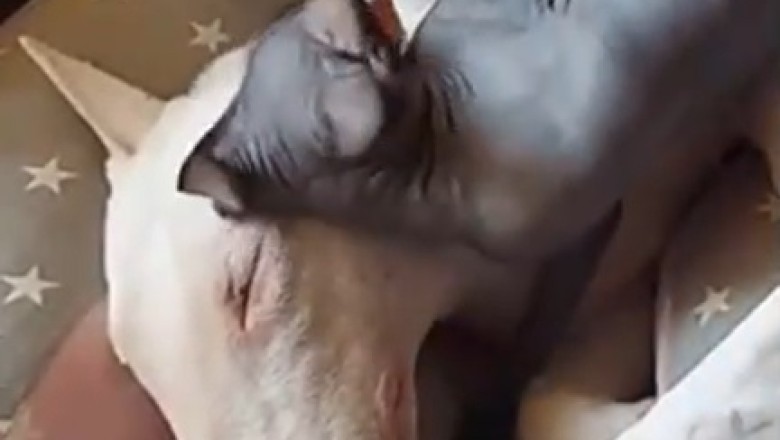 Pawsitively Hilarious: The Epic Saga of a Dog and Cat Duo!
