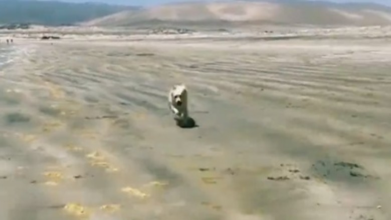 Pets Being Silly: Prepare to Burst Into Laughter!