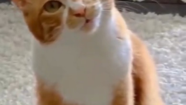 Purr-fectly Adorable: The Cutest Cat Video You'll Ever See!