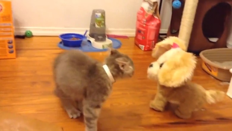 Rolling on the Floor Laughing at These Funny Pets!