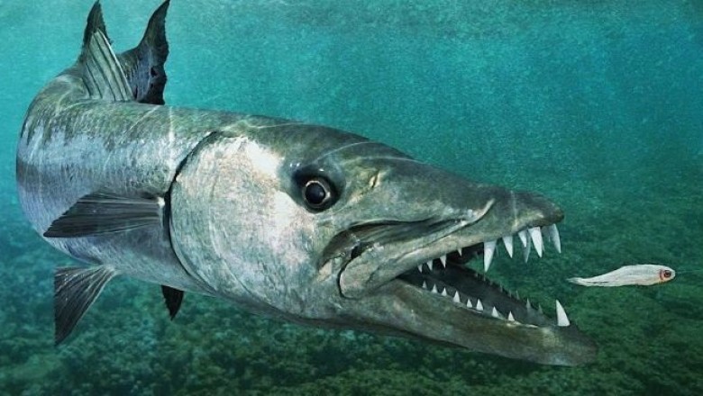 Unveiling the Fastest Fish on Earth! 🐟💨