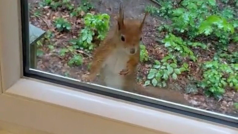 Squirrel Goals: Watch This Obedient Squirrel Take 'Sit and Stay' to a Whole New Level!