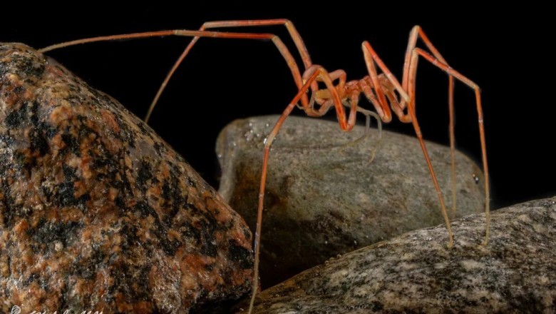 Unveiling the Enigmatic World of Sea Spiders: Evolutionary Marvels of the Deep
