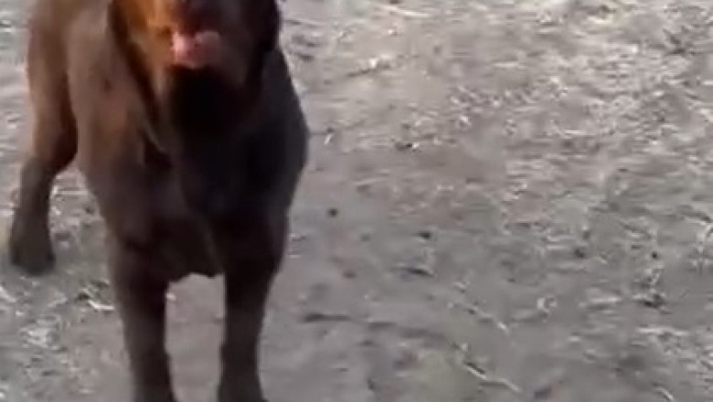 Canine Chaos! Watch as Dogs Attempt to Herd Sheep... with Hilarious Results