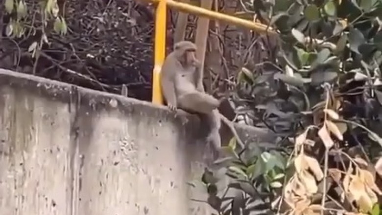 Cheeky Monkey's Hilarious Dance Party Will Leave You in Stitches!