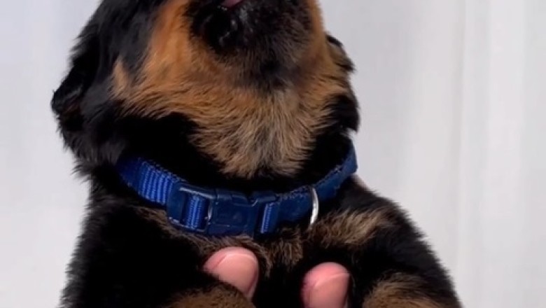 Howl-larious Alert: Adorable Puppy Channels Inner Wolf in Epic Howling Performance!